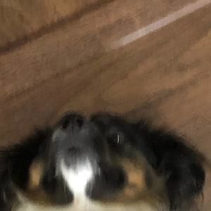 Meet your Posher, Lyla